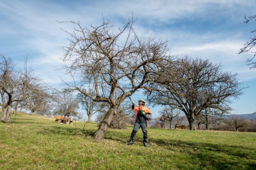 Picture of METABO Pole Saw Attachment 250mm for 18 x 2 (36 V) BRUSHLESS Powerhead, MA-MS 25
